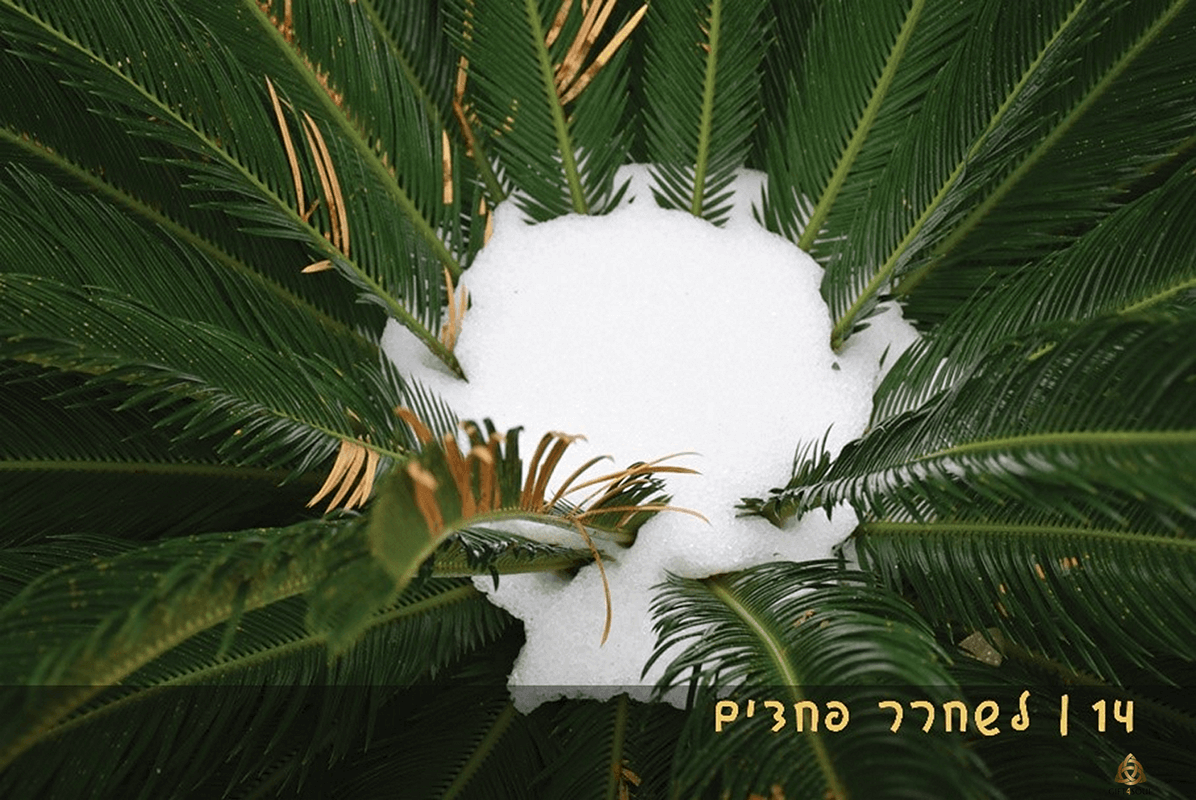  פרץ אבוהב ערכת קלפי סיגליות  קלף לשחרר לחצים