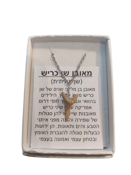  מאובן שן כריש עוצמה קדומה לשמירה והגנה  1 