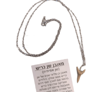 תליון מאובן שן כריש עוצמה קדומה לשמירה והגנה