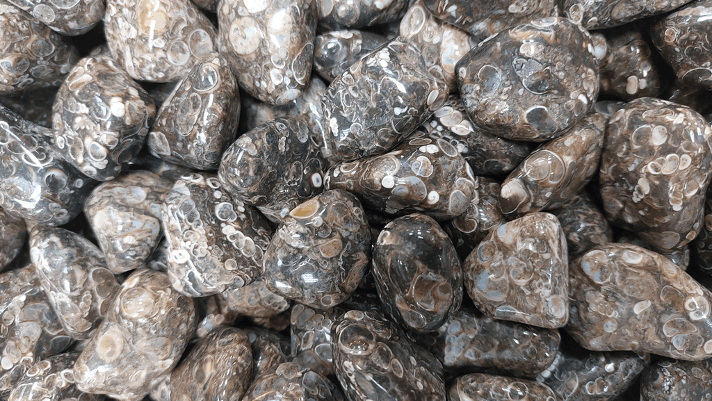 אבן קריסטל אגת טורטלה קריסטל לזימון שפע ופרנסה Agate Turritella