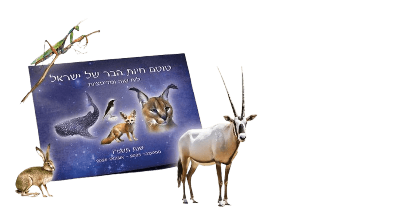 לוח 1