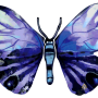  גרשטיין David Gerstein דגם פרפר יפה Yafa Butterfly