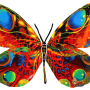  גרשטיין צד 1 דגם יצירה פרפר אלונה Alona Butterfly
